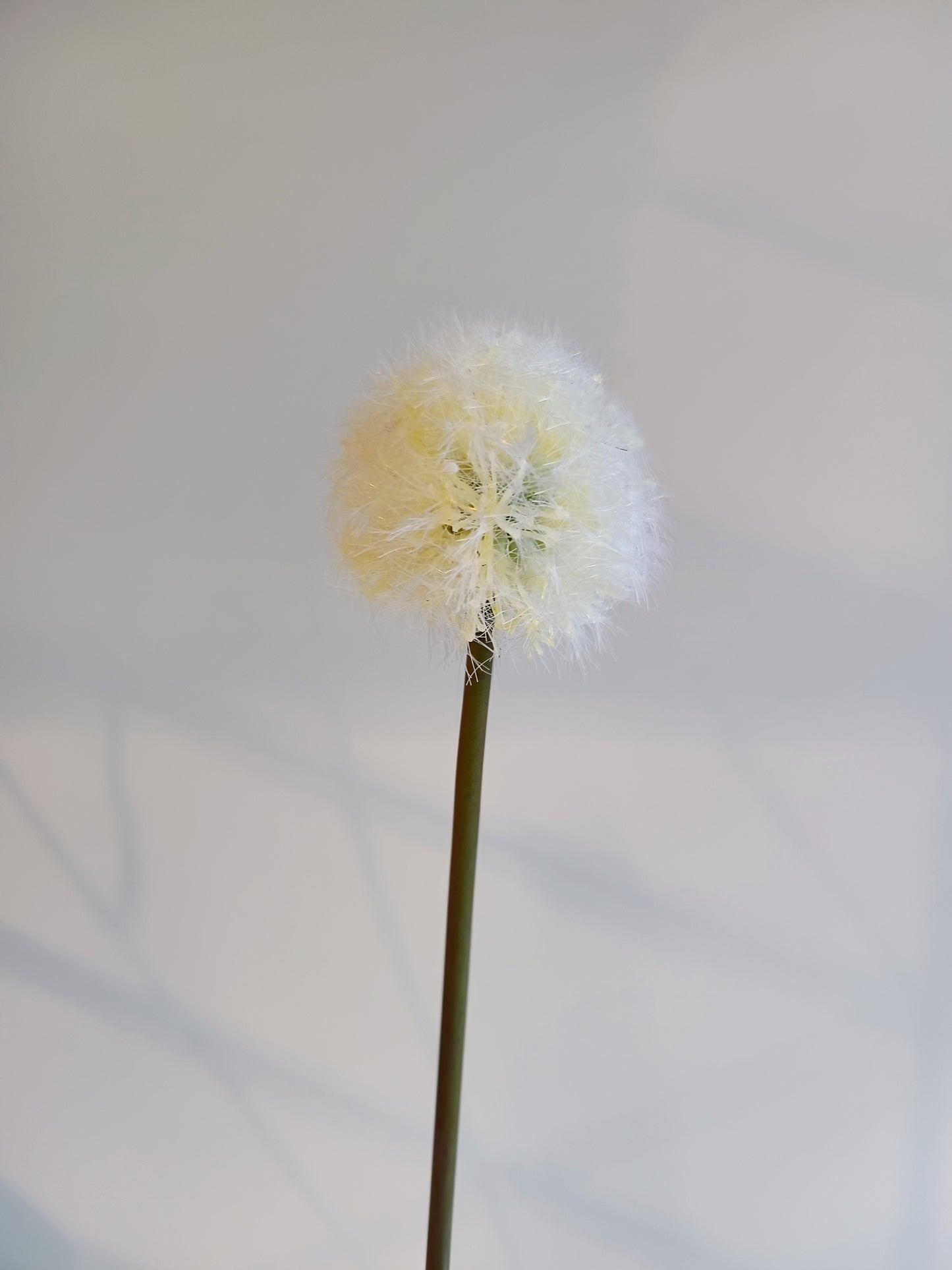 Pusteblume Seidenblumen