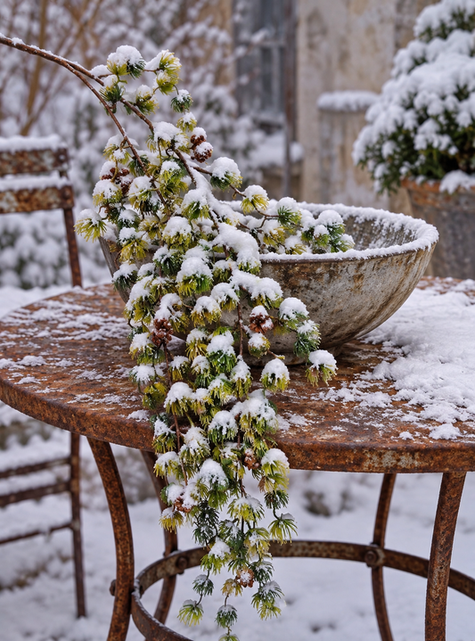Lärchenzweig mit Schnee