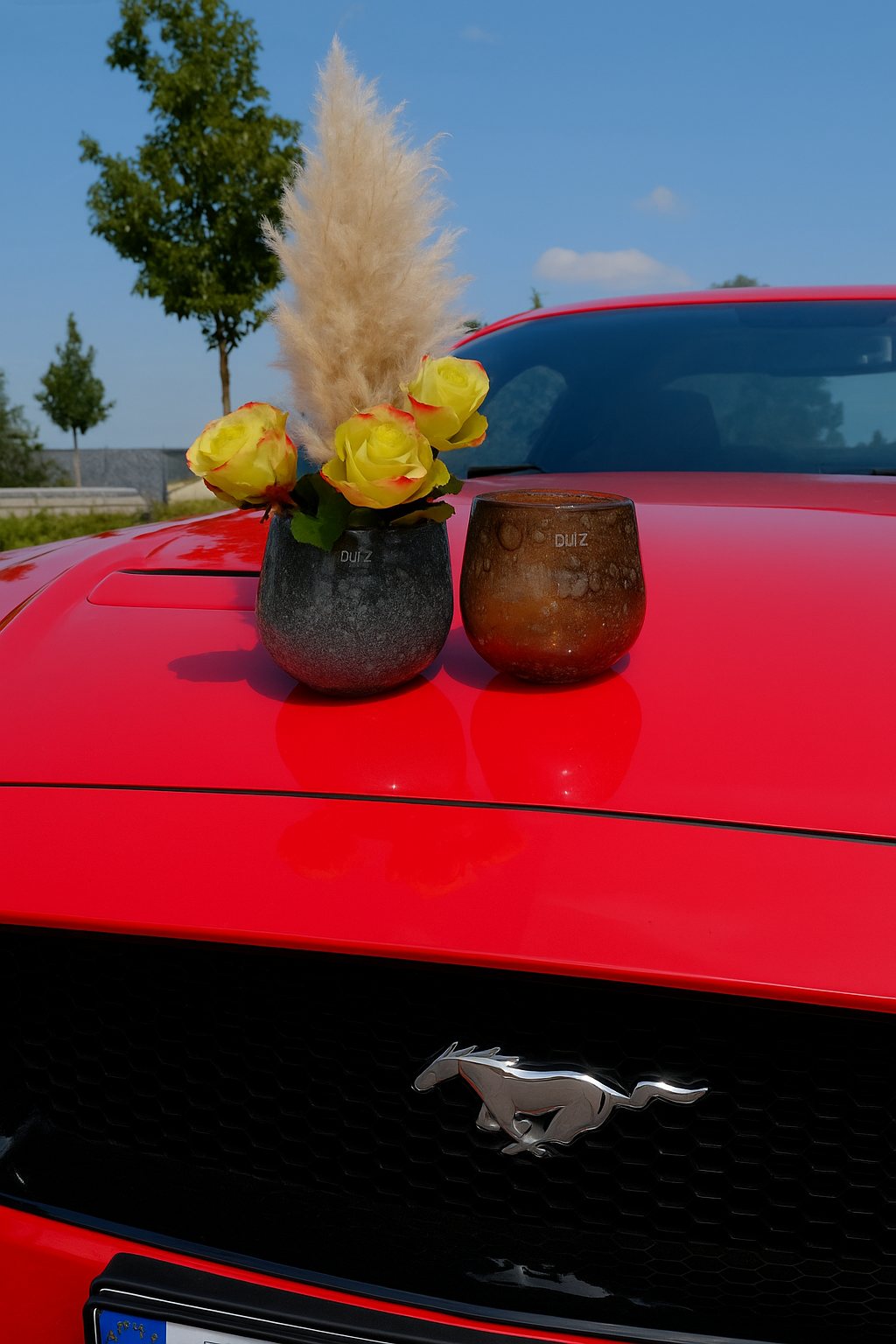 DutZ Hurricane Diva Olivegrey und Amber Bub