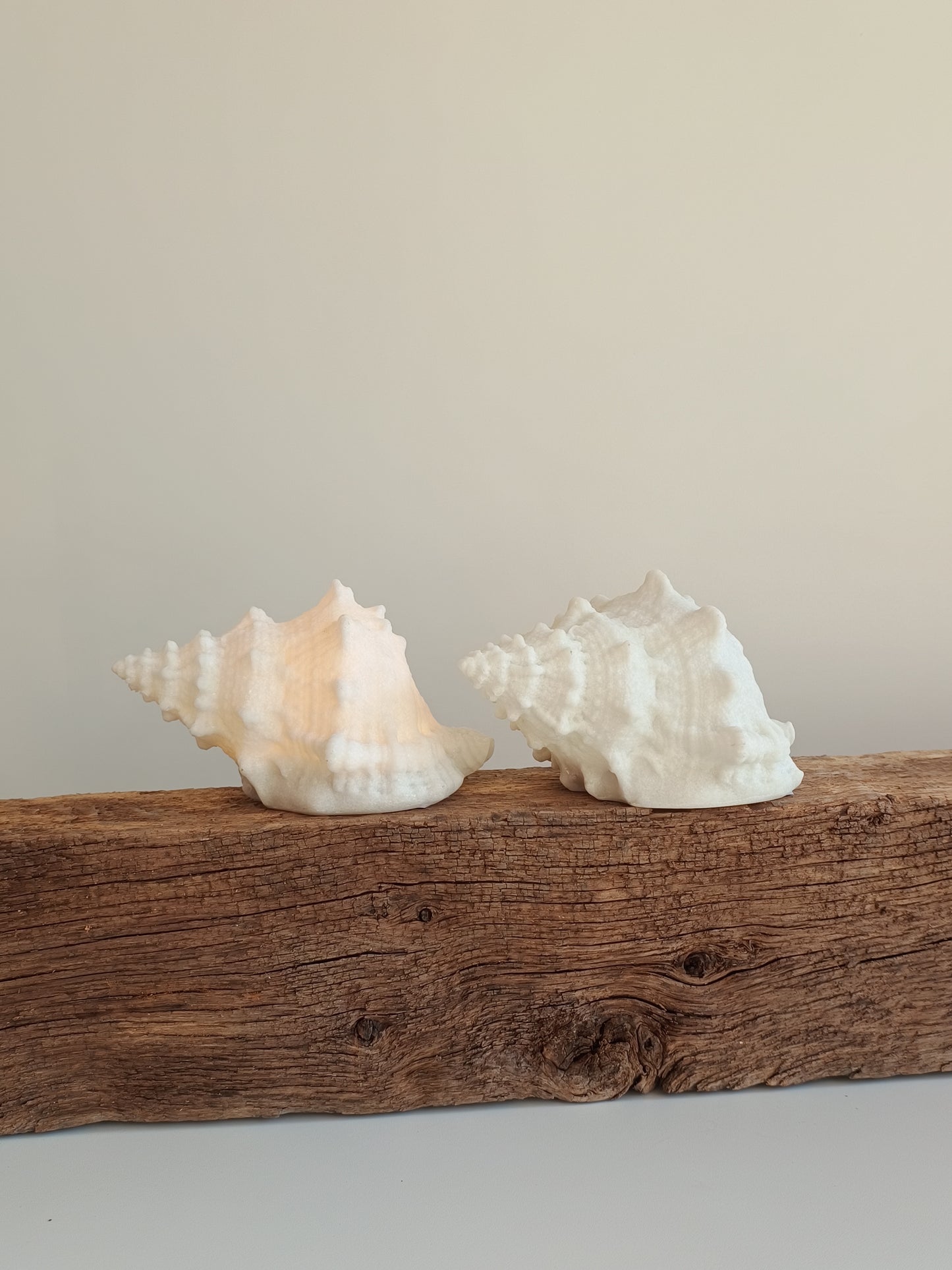 Muschel mit Beleuchtung von PTMD