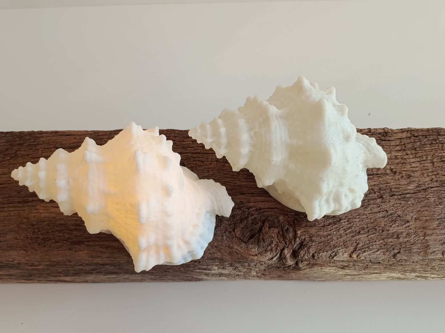 Muschel mit Beleuchtung von PTMD