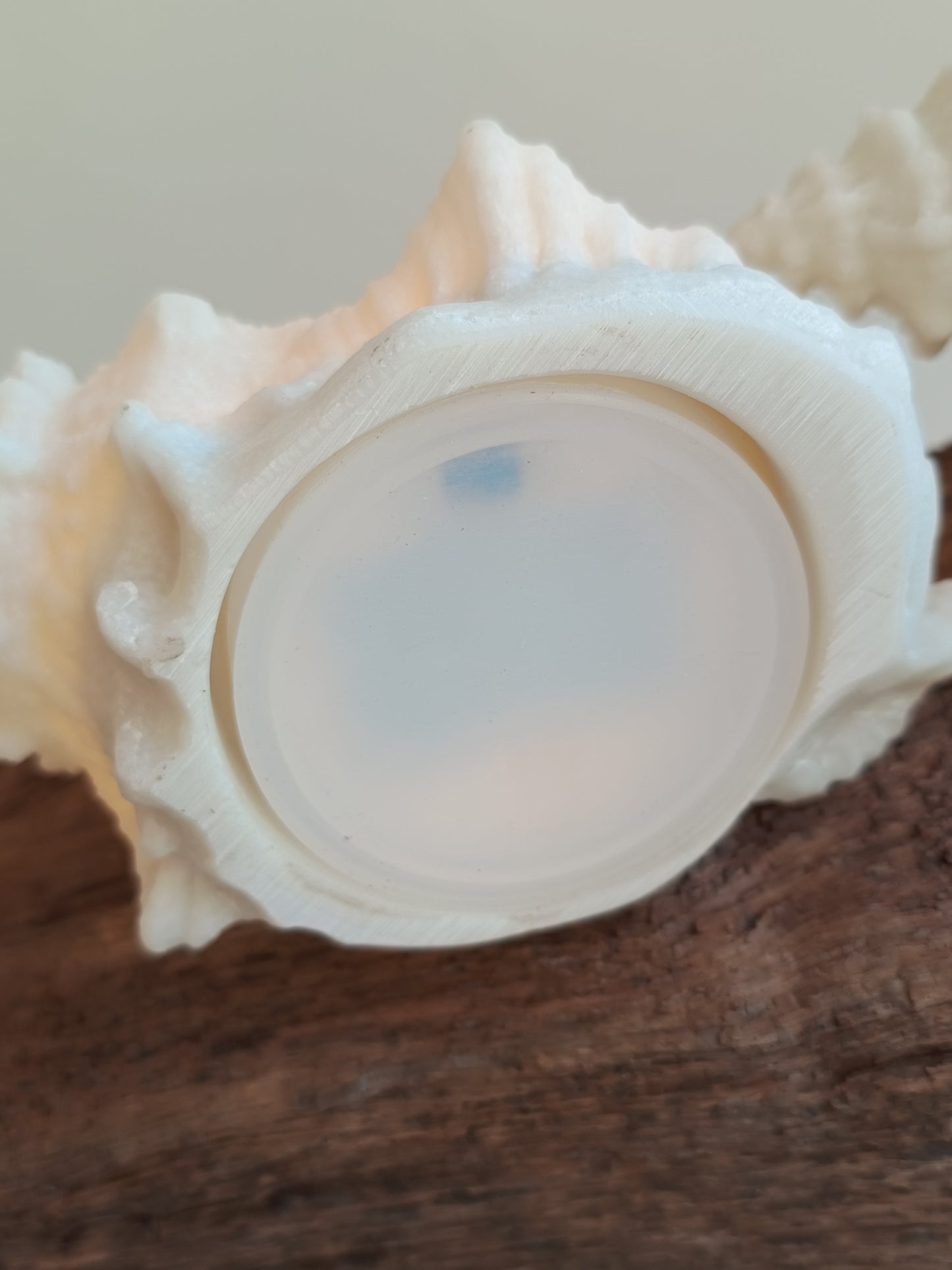 Muschel mit Beleuchtung von PTMD