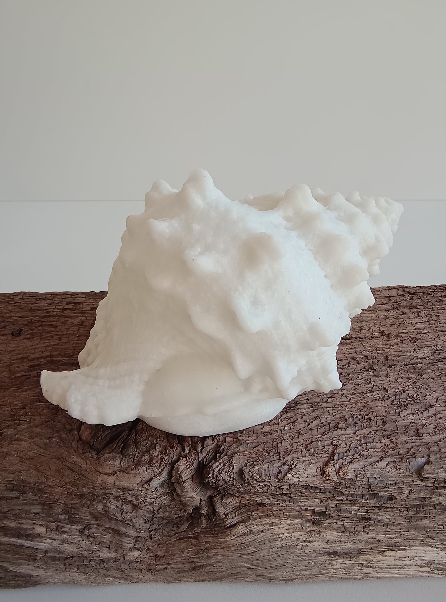 Muschel mit Beleuchtung von PTMD