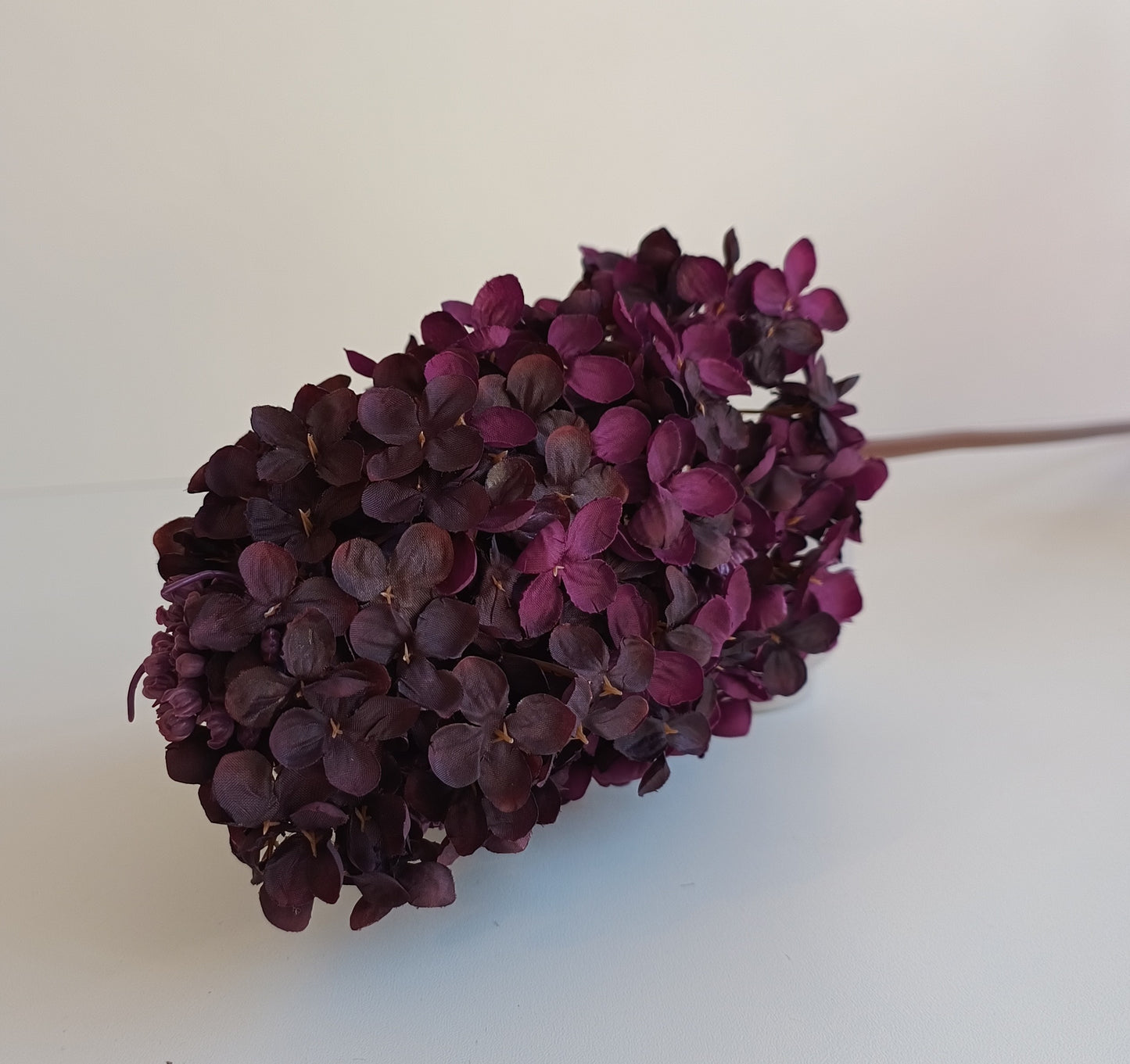 Rispenhortensie Seidenblume