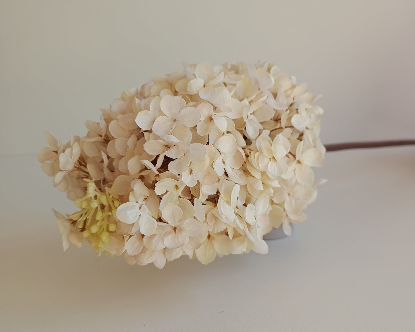 Rispenhortensie Seidenblume