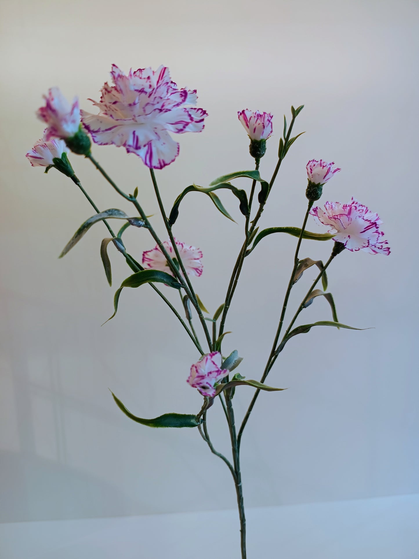 Nelke Seidenblumen