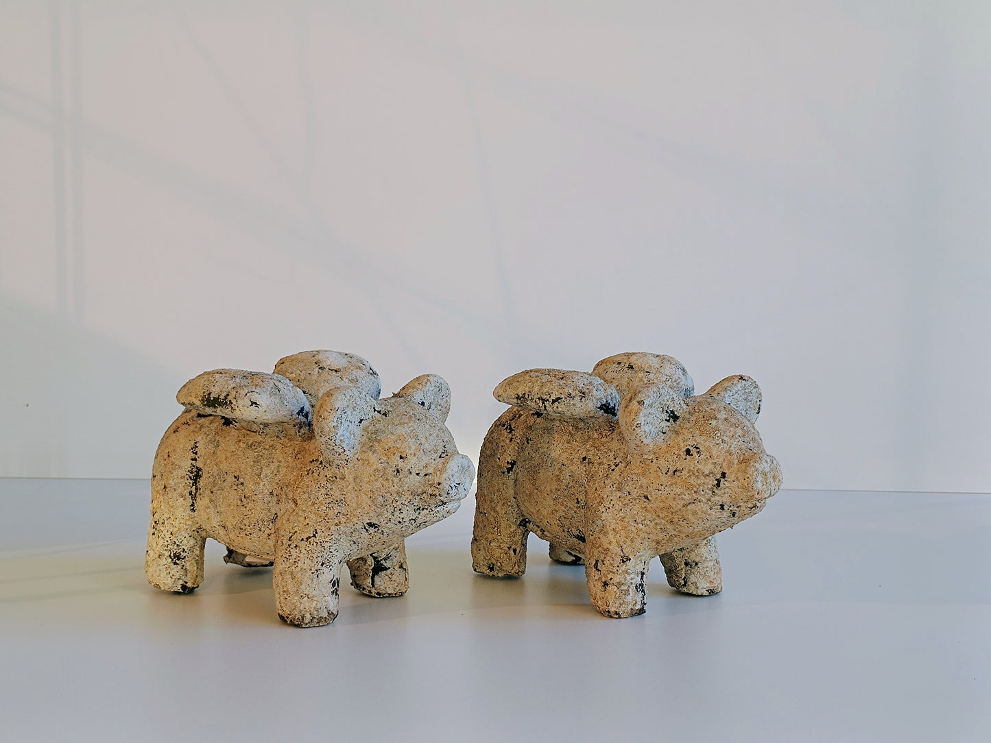 Schwein Zement