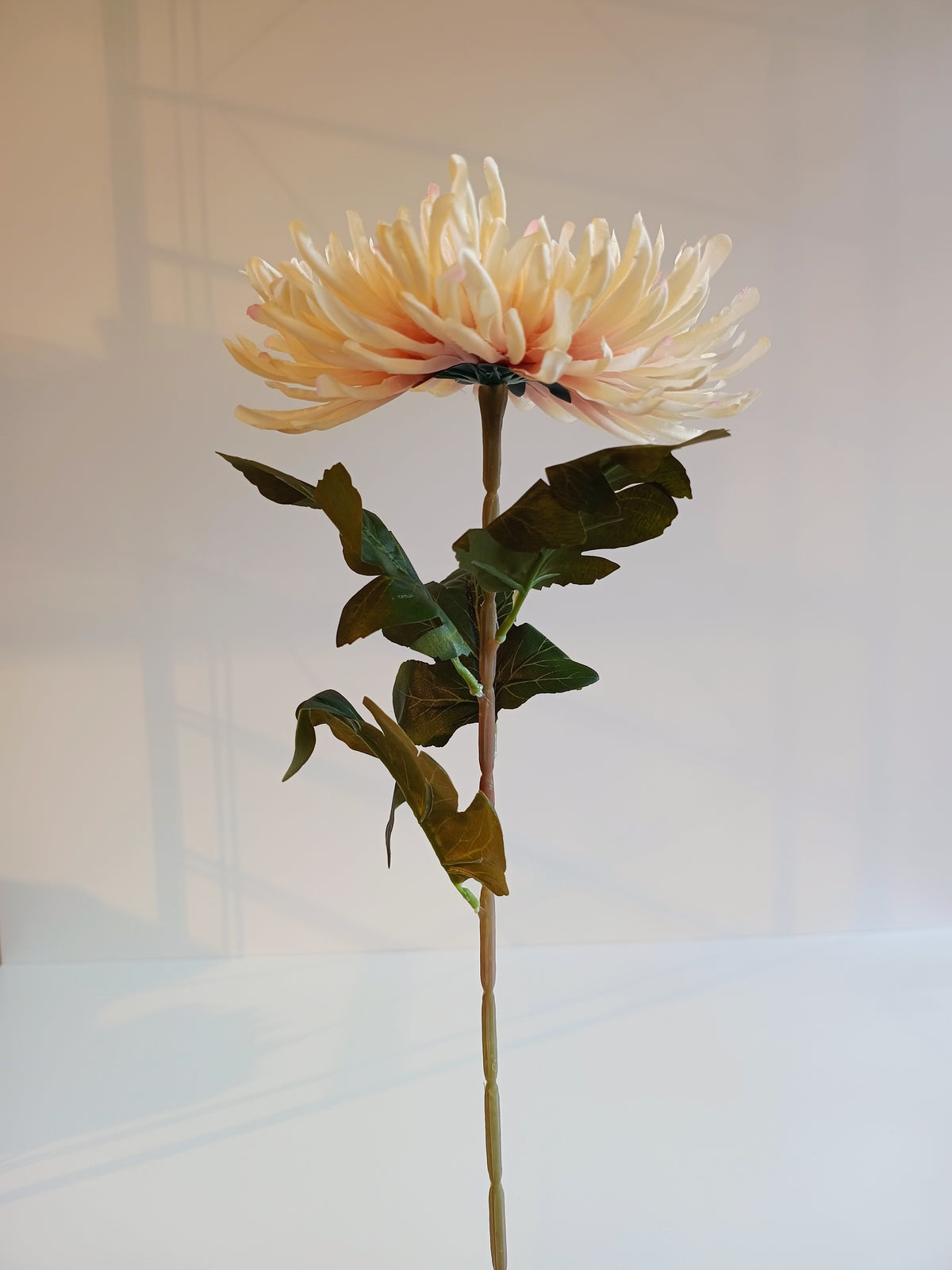 Chrysantheme - ein echtes Blüten-Highlight
