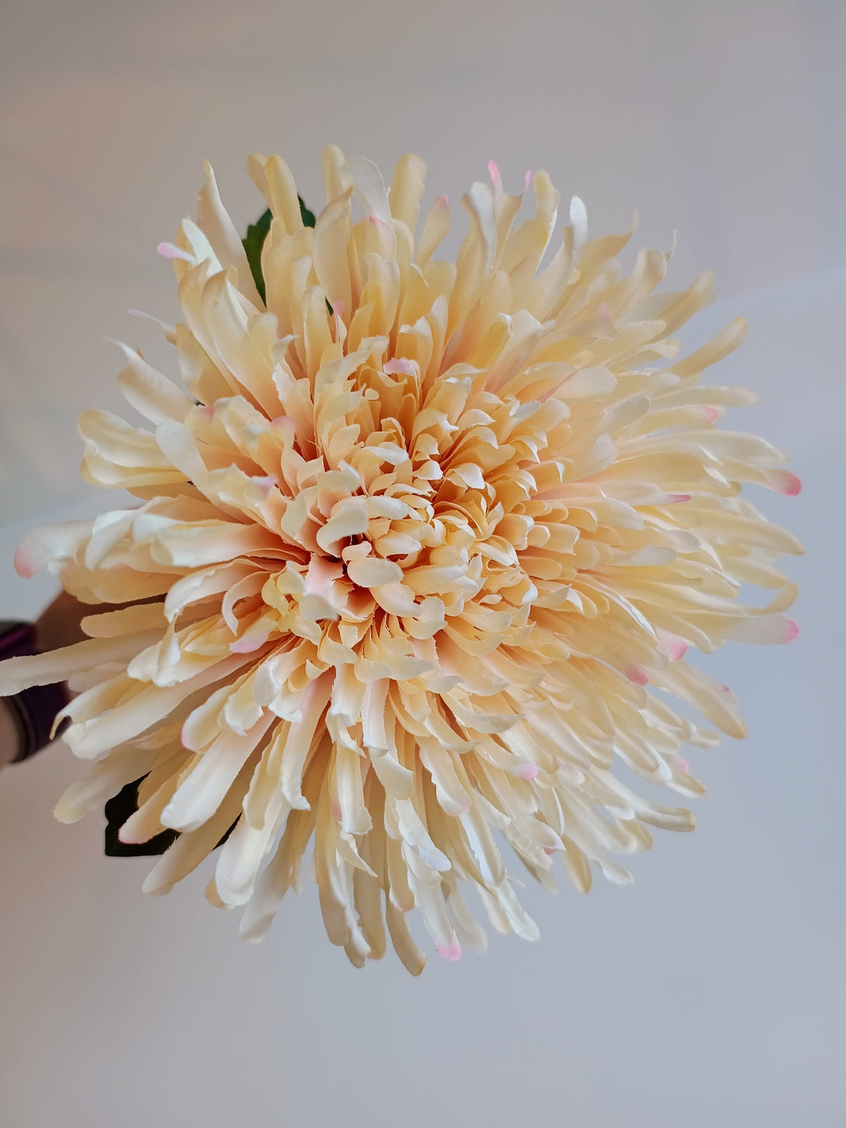 Chrysantheme - ein echtes Blüten-Highlight