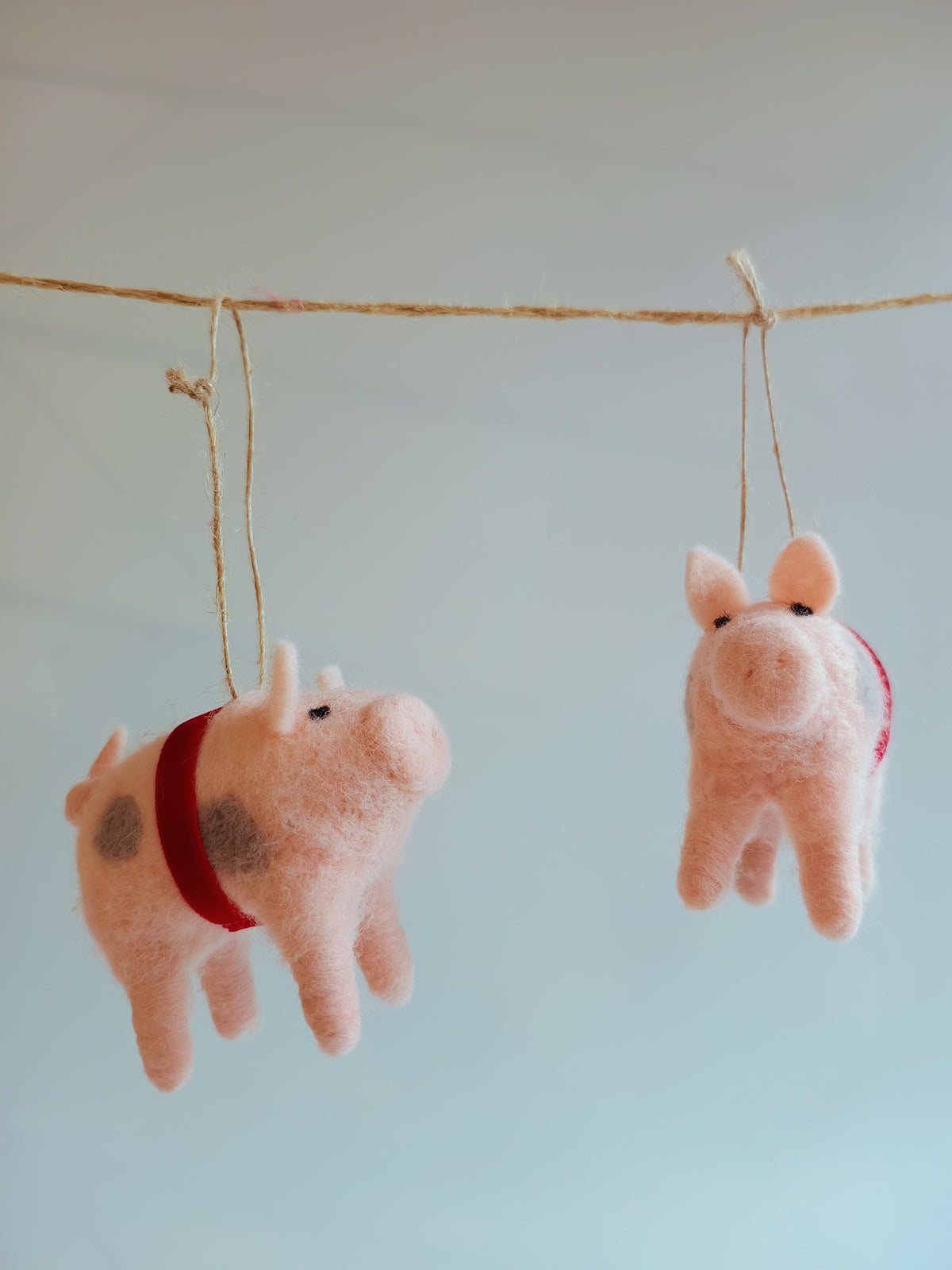 Kleines Schweinchen - großes Glück